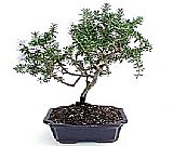Bonsai